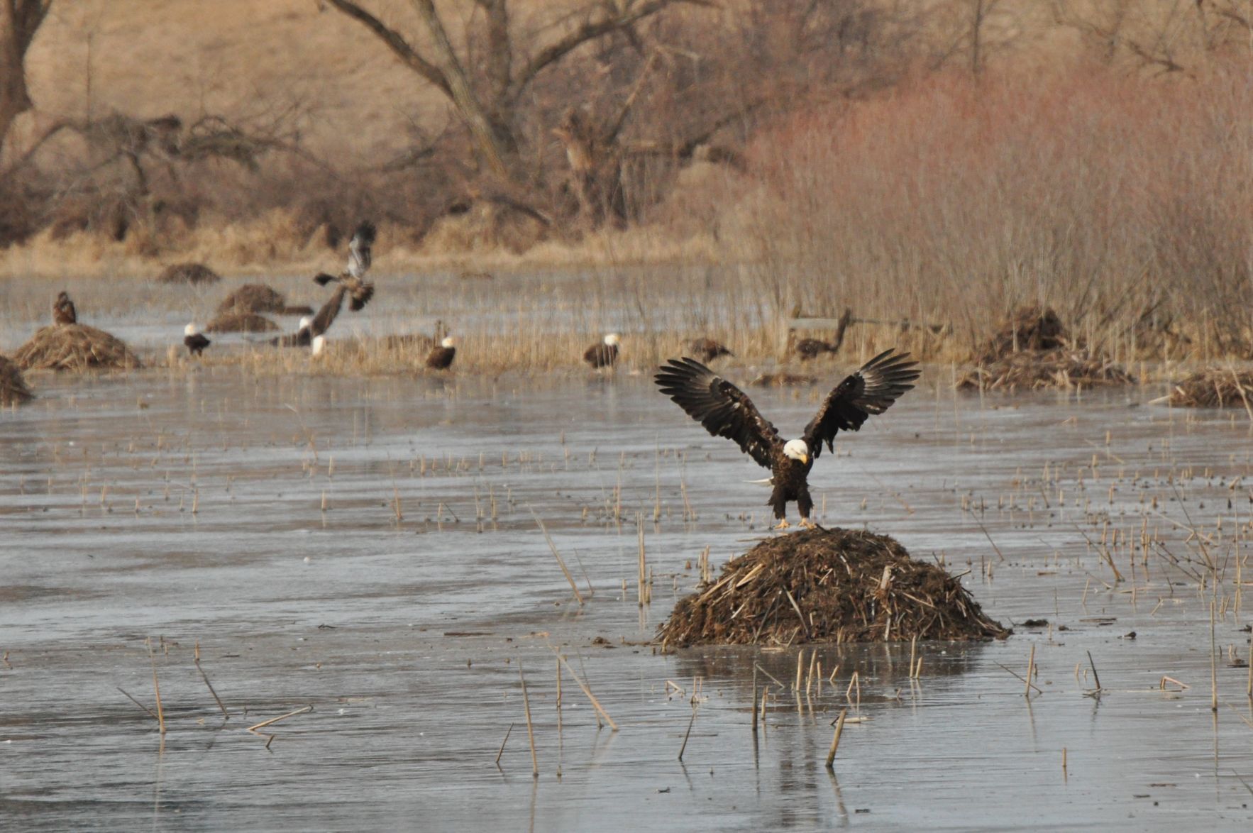 Bald Eagle 1
